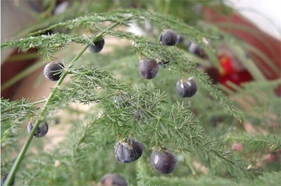 文竹种子种植办法如下，4个步骤即可种活文竹种子