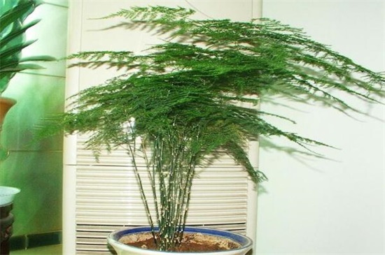 文竹种子种植办法如下，4个步骤即可种活文竹种子