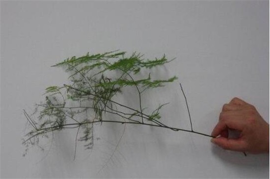 文竹种子种植办法如下，4个步骤即可种活文竹种子