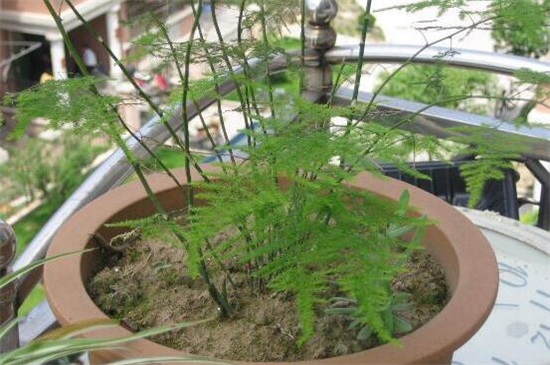 文竹种子种植办法如下，4个步骤即可种活文竹种子