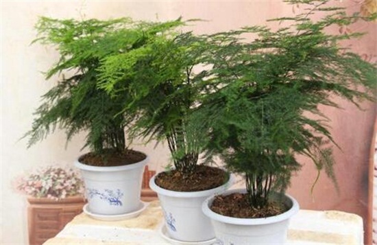 文竹施肥用什么肥料,腐熟稀薄的有机肥液最适宜