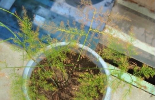 文竹施肥用什么肥料,腐熟稀薄的有机肥液最适宜