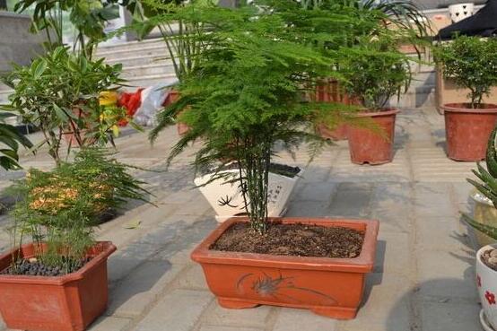 文竹施肥用什么肥料,腐熟稀薄的有机肥液最适宜