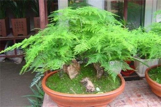 文竹如何养才能更旺盛，六个要点三个诀窍养出茂盛的文竹