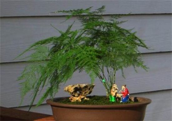 文竹如何养才能更旺盛，六个要点三个诀窍养出茂盛的文竹