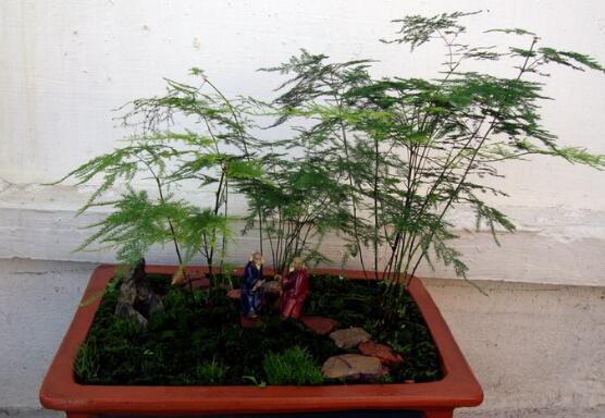 文竹如何养才能更旺盛，六个要点三个诀窍养出茂盛的文竹