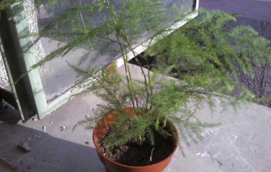 文竹如何养才能更旺盛，六个要点三个诀窍养出茂盛的文竹