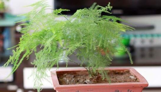 文竹夏季如何浇水，文竹浇水的正确办法