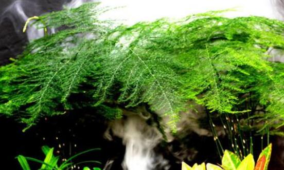 文竹夏季如何浇水，文竹浇水的正确办法