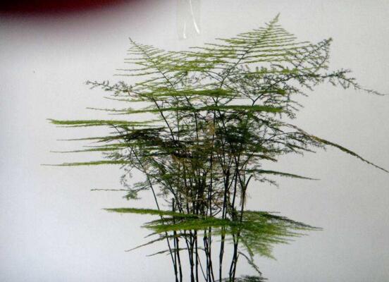 文竹夏季如何浇水，文竹浇水的正确办法