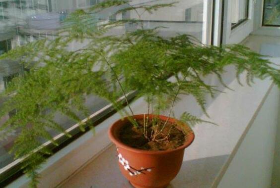 文竹夏季如何浇水，文竹浇水的正确办法