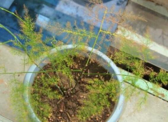 文竹夏季如何浇水，文竹浇水的正确办法