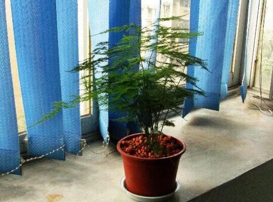 文竹夏季如何浇水，文竹浇水的正确办法