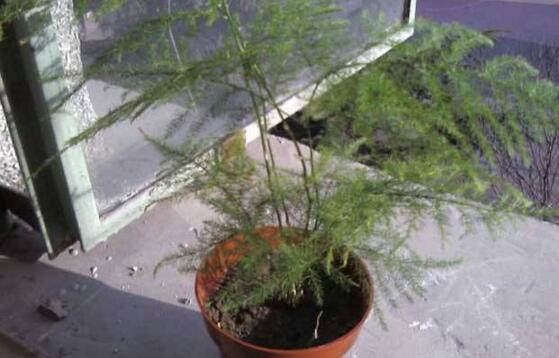 文竹夏季如何浇水，文竹浇水的正确办法