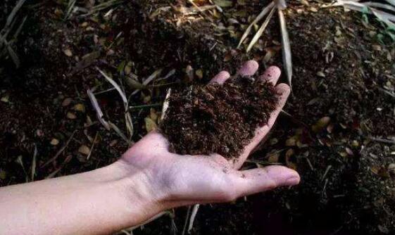 文竹夏季如何浇水，文竹浇水的正确办法