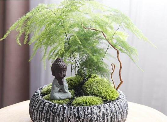 文竹夏季如何养，5种办法教你夏季如何养文竹