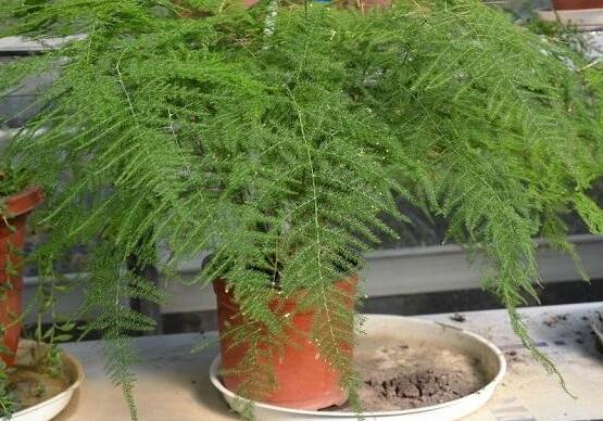 文竹夏季如何养，5种办法教你夏季如何养文竹