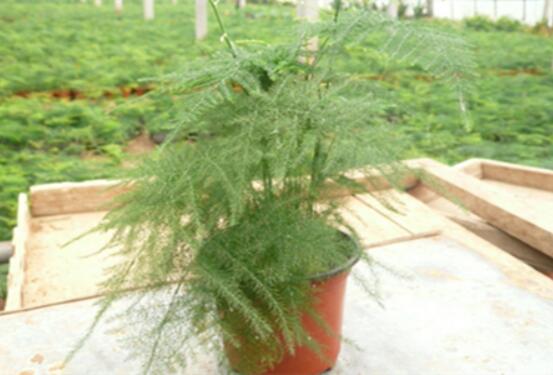 文竹夏季如何养，5种办法教你夏季如何养文竹