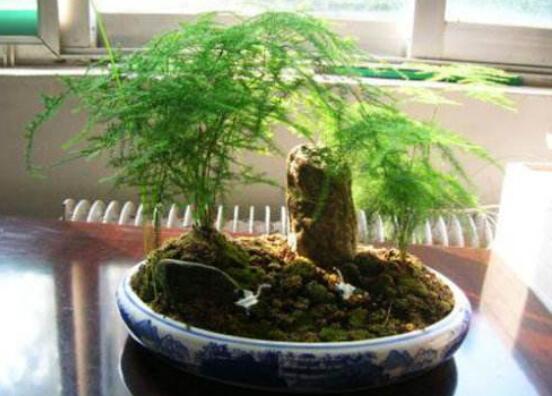 文竹夏季如何养，5种办法教你夏季如何养文竹