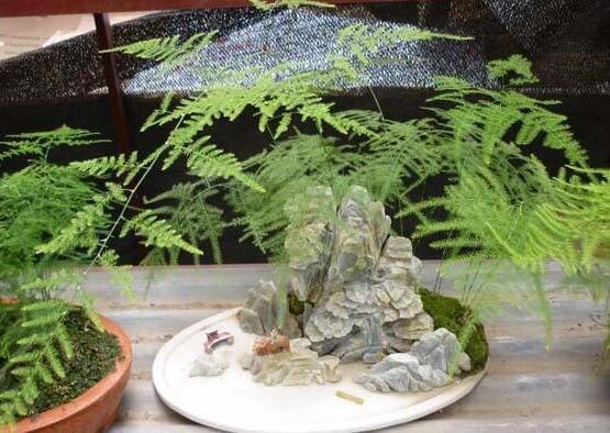 文竹夏季如何养，5种办法教你夏季如何养文竹