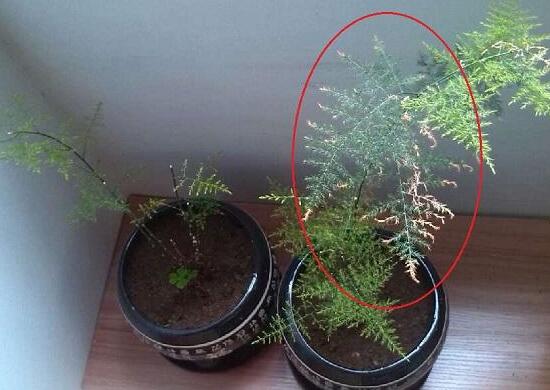 文竹夏季如何养，5种办法教你夏季如何养文竹