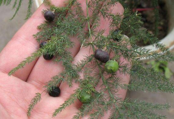 文竹如何繁殖,播种扦插分株皆可(附具体办法)