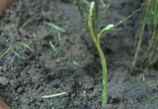 文竹如何繁殖,播种扦插分株皆可(附具体办法)