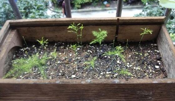 文竹如何繁殖,播种扦插分株皆可(附具体办法)