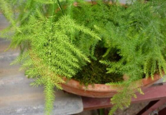 文竹如何繁殖,播种扦插分株皆可(附具体办法)