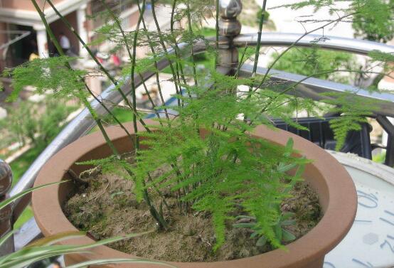 文竹如何繁殖,播种扦插分株皆可(附具体办法)