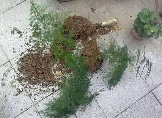 文竹如何繁殖,播种扦插分株皆可(附具体办法)