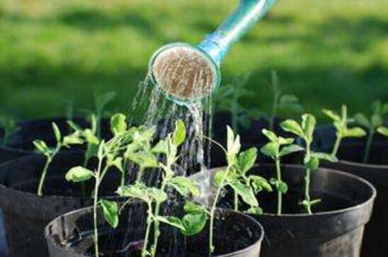 文竹浇洗米水有用吗，文竹用洗米水如何浇(发酵稀释)