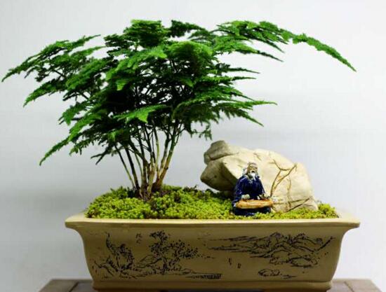 文竹浇洗米水有用吗，文竹用洗米水如何浇(发酵稀释)