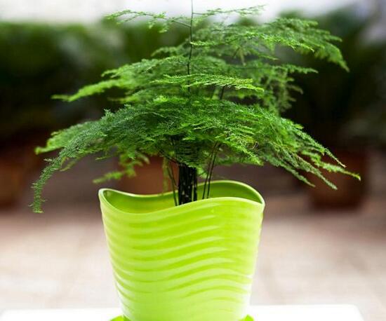 文竹浇洗米水有用吗，文竹用洗米水如何浇(发酵稀释)