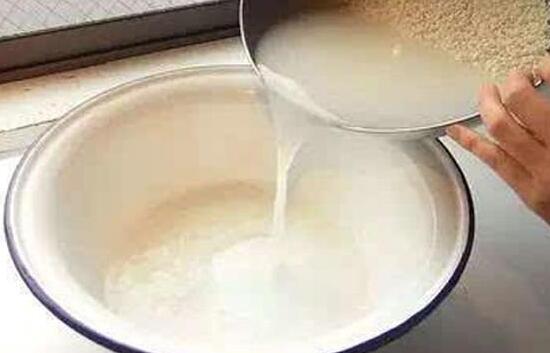 文竹浇洗米水有用吗，文竹用洗米水如何浇(发酵稀释)