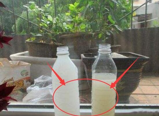 文竹浇洗米水有用吗，文竹用洗米水如何浇(发酵稀释)