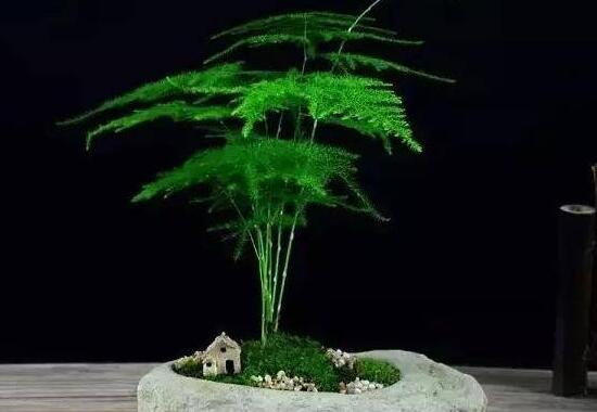 文竹浇洗米水有用吗，文竹用洗米水如何浇(发酵稀释)