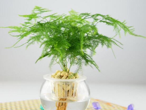 文竹叶子干枯如何办，七种原因对症下药