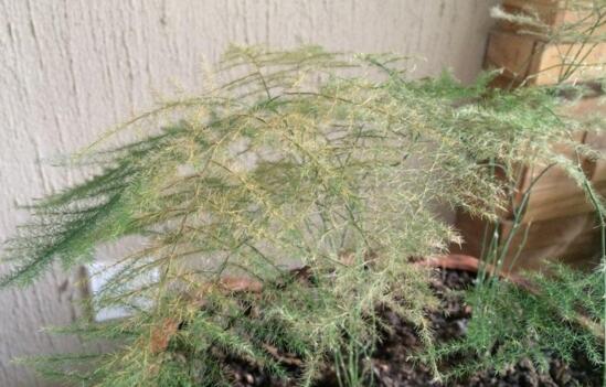 文竹叶子干枯如何办，七种原因对症下药