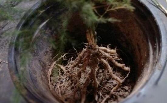 文竹叶子干枯如何办，七种原因对症下药