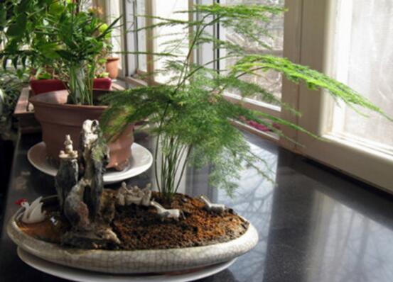 文竹叶子干枯如何办，七种原因对症下药