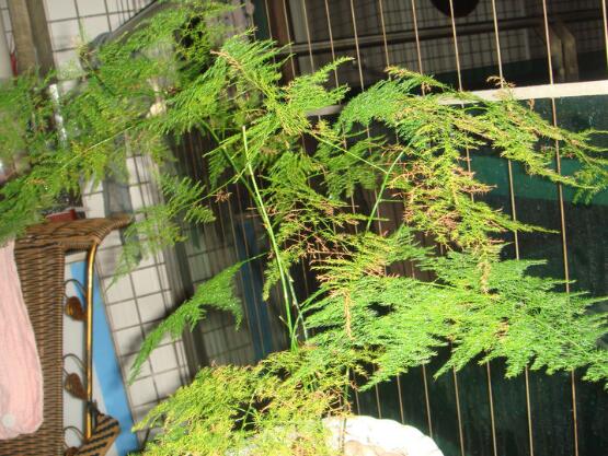 文竹叶子干枯如何办，七种原因对症下药