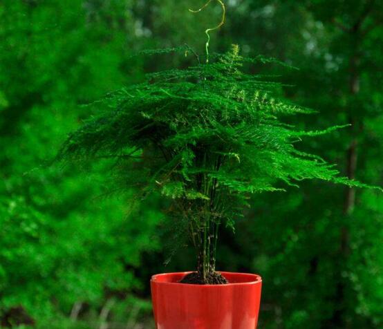 文竹枝条疯长不长叶子如何办,必须要有适当修剪和阳光