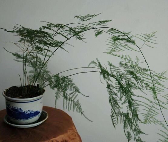 文竹枝条疯长不长叶子如何办,必须要有适当修剪和阳光