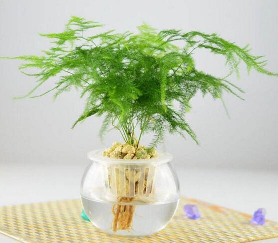 文竹枝条疯长不长叶子如何办,必须要有适当修剪和阳光