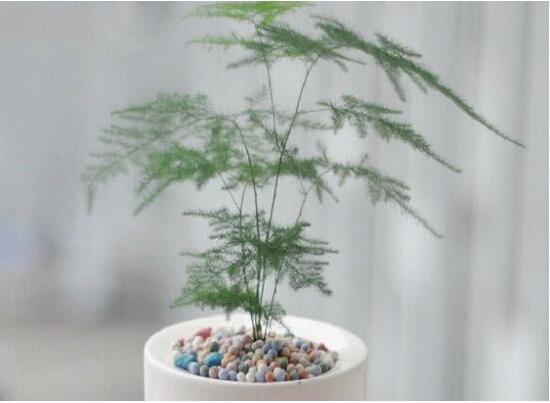 文竹枝条疯长不长叶子如何办,必须要有适当修剪和阳光