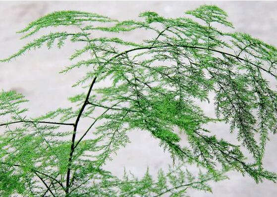 文竹枝条疯长不长叶子如何办,必须要有适当修剪和阳光