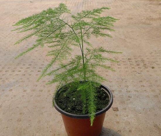 文竹枝条疯长不长叶子如何办,必须要有适当修剪和阳光