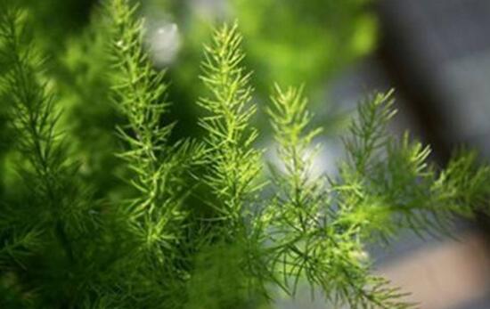 文竹如何爆盆,五种办法让你的文竹长势惊人