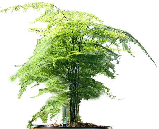 文竹如何爆盆,五种办法让你的文竹长势惊人